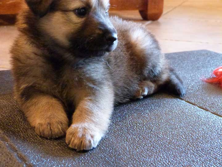 chinook dog